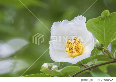 シャラの花 91290852