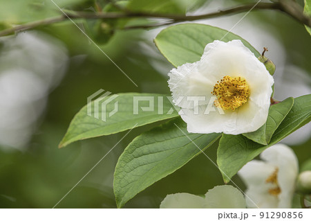 シャラの花 91290856