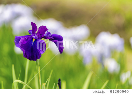 多賀城跡あやめ園 咲きそろった花菖蒲 宮城県多賀城市 多賀城跡あやめ園 咲きそろった花菖蒲 宮城県多賀城市 91290940