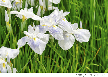 多賀城跡あやめ園　咲きそろった花菖蒲　宮城県多賀城市 91290956