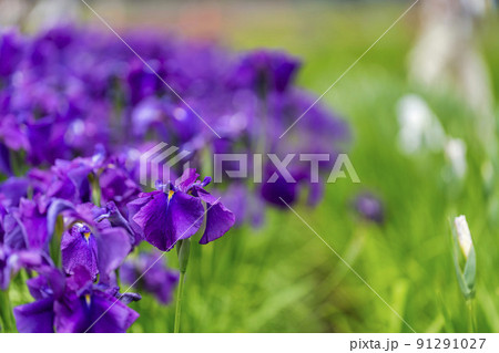 多賀城跡あやめ園　咲きそろった花菖蒲　宮城県多賀城市 91291027