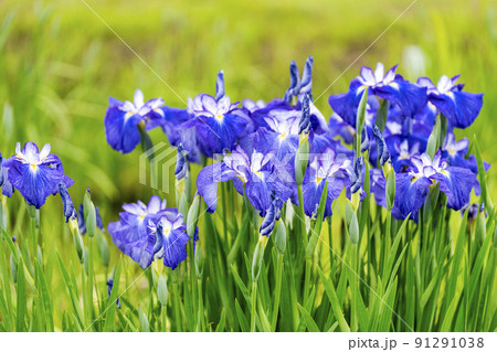 多賀城跡あやめ園 咲きそろった花菖蒲 宮城県多賀城市 多賀城跡あやめ園 咲きそろった花菖蒲 宮城県多賀城市 91291038