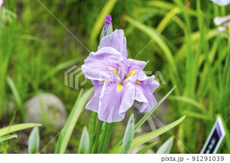 多賀城跡あやめ園　咲きそろった花菖蒲　宮城県多賀城市 91291039