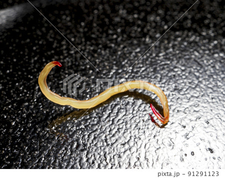 シュードテラノーバ・アニサキス科 91291123