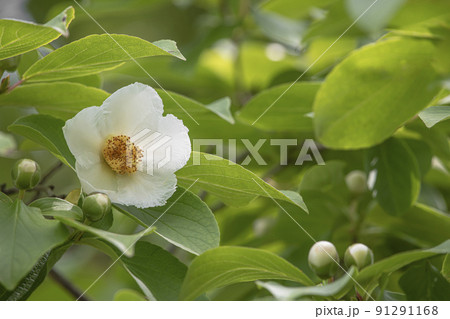 シャラの花 91291168