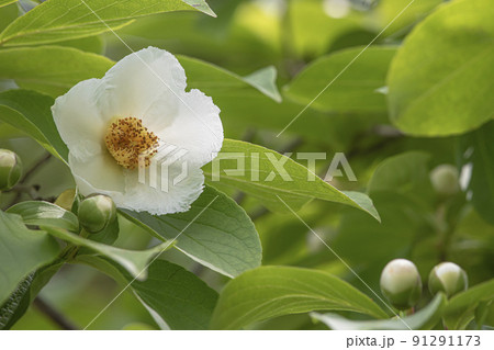 シャラの花 91291173