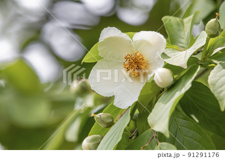 シャラの花 シャラの花 91291176