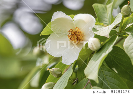 シャラの花 91291178