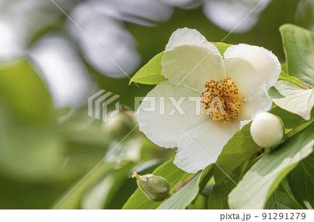 シャラの花 91291279