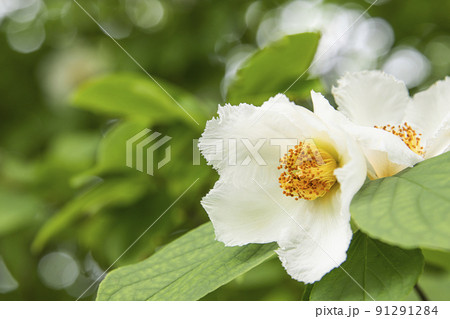 シャラの花 シャラの花 91291284