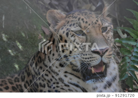 アムールヒョウ 91291720