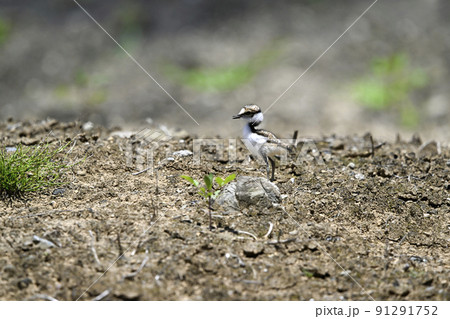 コチドリ 91291752