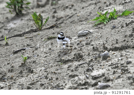 コチドリ 91291761