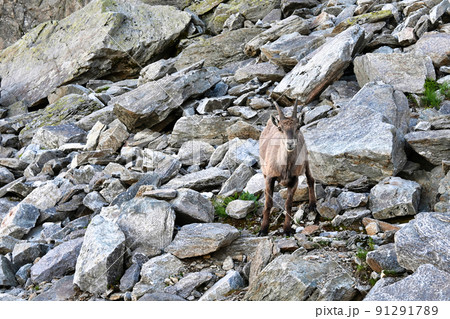 ヨーロッパアルプス野生動物 ヨーロッパアルプス野生動物 91291789