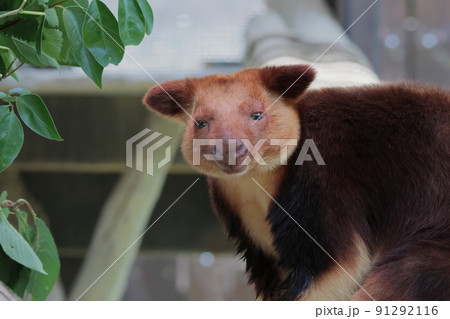 セスジキノボリカンガルー セスジキノボリカンガルー 91292116