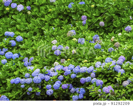 【茨城県】紫陽花 二本松寺 あじさいの杜 【茨城県】紫陽花 二本松寺 あじさいの杜 91292209