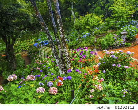 【茨城県】紫陽花 二本松寺 あじさいの杜 91292212