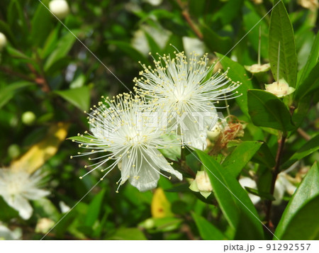 ふわっふわの雄しべが目立つ「ギンバイカ」の花 ふわっふわの雄しべが目立つ「ギンバイカ」の花 91292557