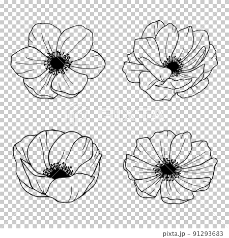 Anemone hand drawn illustrations line art flowers 91293683