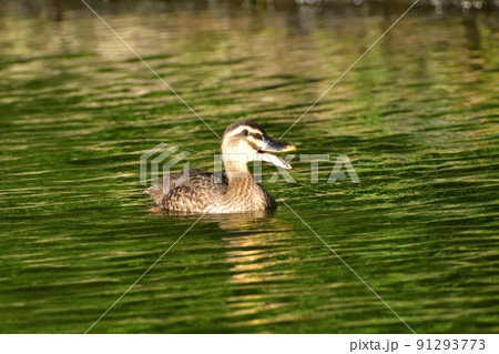 カルガモ220625am6:08 91293773