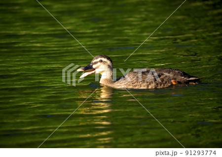 カルガモ220625am6:08-2 カルガモ220625am6:08-2 91293774