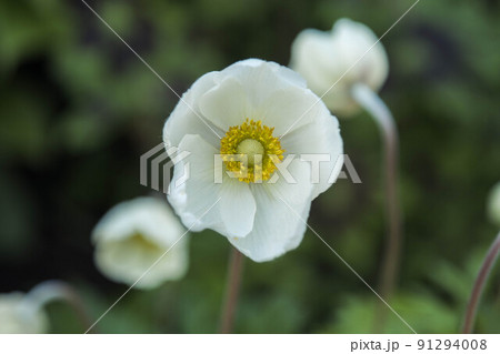 beautiful white flowers in the garden. a wonderful summer day 91294008