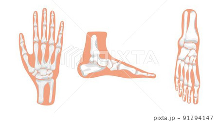 Foot and hand icon of radiography and x-ray concept vector on white background. Phalanges of hand and foot. 91294147