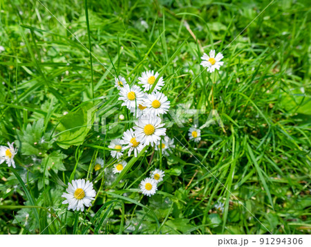 Wild charmomile flowers growing among the grass 91294306