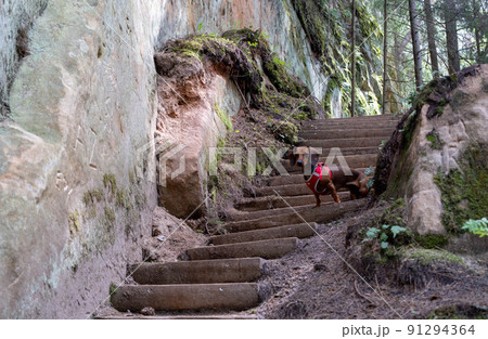 sandstone cliffs is approximately one kilometre long and is located on the left side of the primeval valley of the River Gauja. Latvia. 91294364