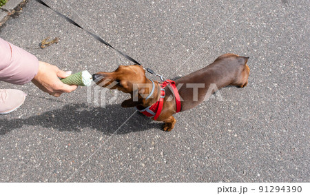 dog dachshund eats ice cream. delicious mint ice cream. 91294390