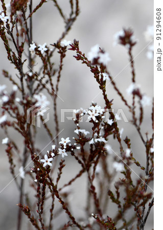 Furry white flowers of the Australian native Hairy Beard Heath Leucopogon microphyllus, family Ericaceae, in Sydney heathland. Flowers July to October east coast of Australia, NSW, Victoria and Qld 91294608