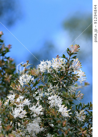 White flowers of the Western Australian native spider flower Grevillea vestita, family Proteaceae. Winter to spring flowering. Bushy prickly shrub with lobed leaves. 91294844