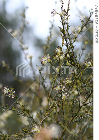 White cream flowers of the Australian native spider flower Grevillea acrobotrya, family Proteaceae. Winter to spring flowering. Endemic to heathland of south west of Western Australia White cream flowers of the Australian native spider flower Grevillea acrobotrya, family Proteaceae. Winter to spring flowering. Endemic to heathland of south west of Western Australia 91294847