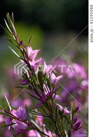 Backlit pink star shaped flowers and buds of the Australian native waxflower Crowea exalata, family Rutaceae. Evergreen shrub endemic to Victoria, flowers summer, autumn and winter. 91295088