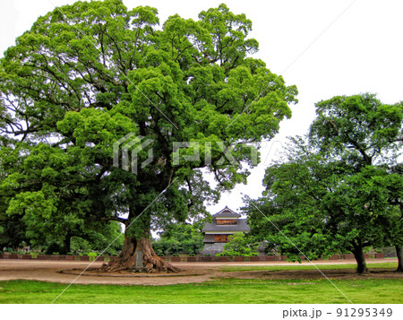 【熊本】熊本城の二の丸広場 【熊本】熊本城の二の丸広場 91295349