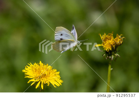花から花へ飛び移るモンシロチョウ 花から花へ飛び移るモンシロチョウ 91295537