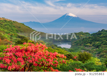 （静岡県）ツツジ咲く伊豆スカイラインから望む富士山 91295863