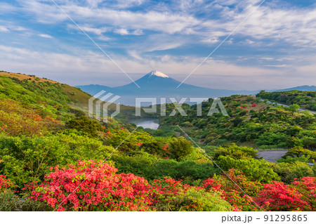 （静岡県）ツツジ咲く伊豆スカイラインから望む富士山 91295865