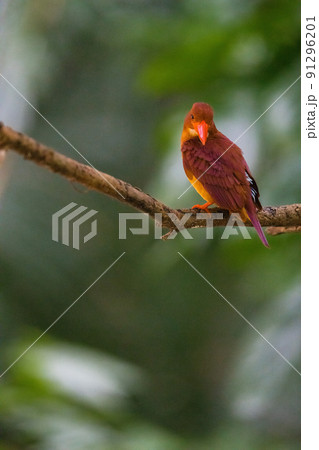 沖縄の野鳥 91296201