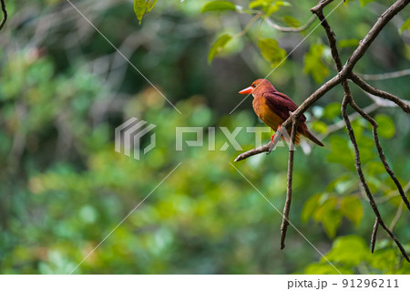 沖縄の野鳥 91296211