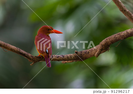 沖縄の野鳥 91296217