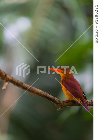 沖縄の野鳥 91296221