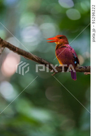 沖縄の野鳥 沖縄の野鳥 91296222