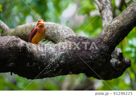 沖縄の野鳥 沖縄の野鳥 91296225