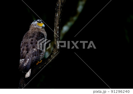 沖縄の野鳥 沖縄の野鳥 91296240