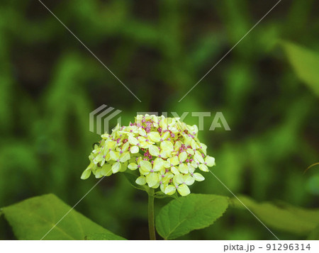 【岩手県】みちのくあじさい園の紫陽花 【岩手県】みちのくあじさい園の紫陽花 91296314