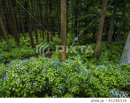 【岩手県】みちのくあじさい園の紫陽花 【岩手県】みちのくあじさい園の紫陽花 91296316