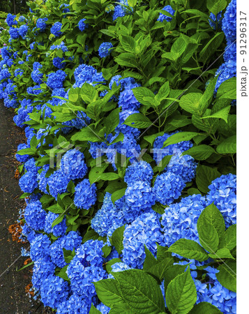 【岩手県】みちのくあじさい園の紫陽花 【岩手県】みちのくあじさい園の紫陽花 91296317