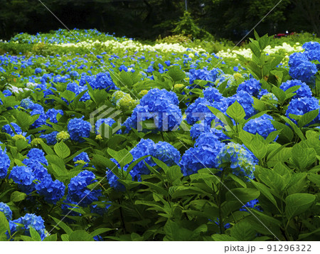 【岩手県】みちのくあじさい園の紫陽花 【岩手県】みちのくあじさい園の紫陽花 91296322