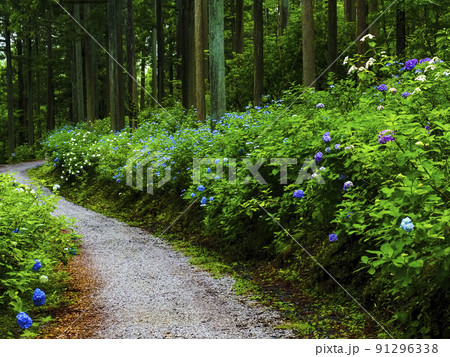【岩手県】みちのくあじさい園の紫陽花 91296338